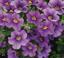 Caberet Calibrachoa