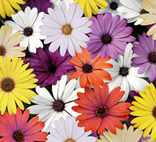 Osteospermum