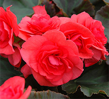 Solenia Begonia