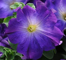 Sophistica Petunia