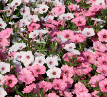 Caberet Calibrachoa