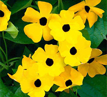 Aloha Calibrachoa